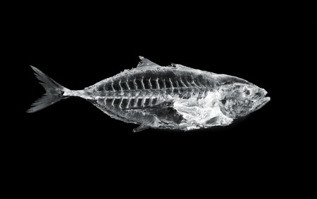 39782948 - fish x ray